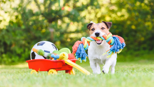 How to Keep Your Dog Entertained Indoors: Fun Activities and Games"