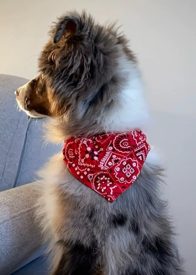 Detachable Dog Bandana Collar - Washable Triangle Scarf Bib for Small & Medium Dogs & Cats - Valgo